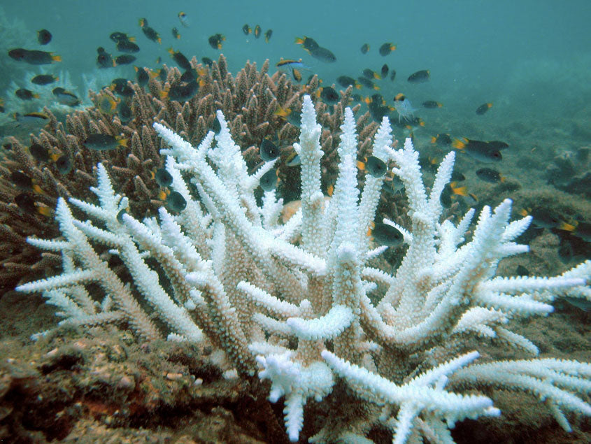 Reef at Risk: The 2023 Coral Bleaching and Its Long-Term Effects on the Great Barrier Reef