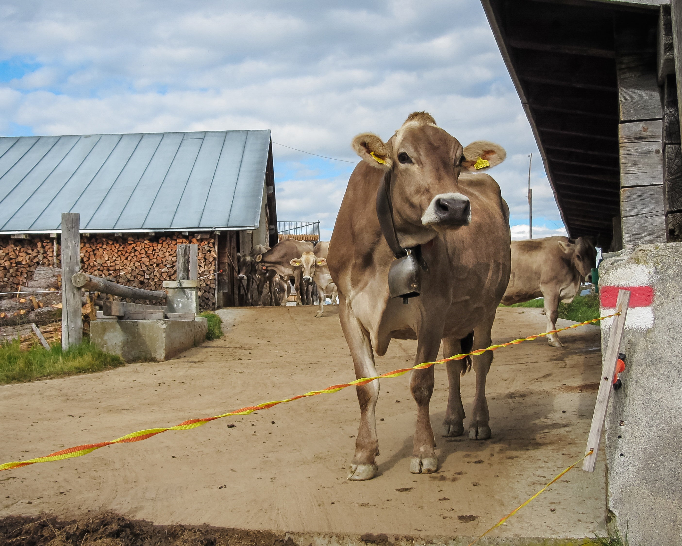 Milk and Methane: The Environmental Toll of Dairy Farming