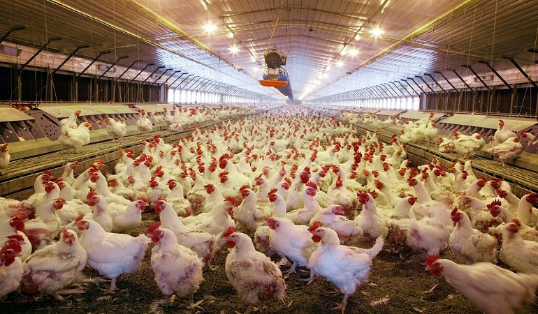 The Cruelty of Factory Farms: A Hidden Reality Behind Modern Agriculture