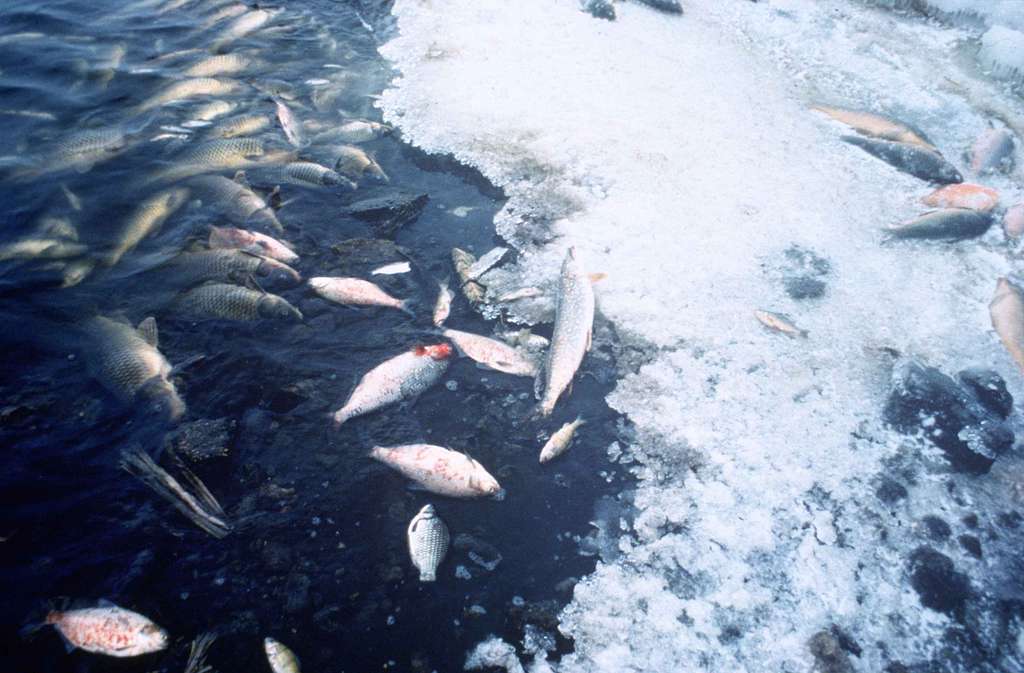 Recent Fish Kill in Northern Ireland: A Dire Environmental Concern