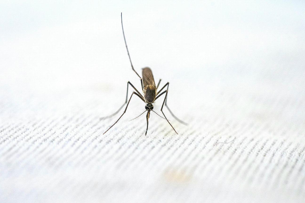 What Are El Niño and La Niña, and How Do They Affect Malaria?